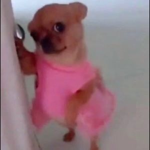 Meet your Posher, Ava